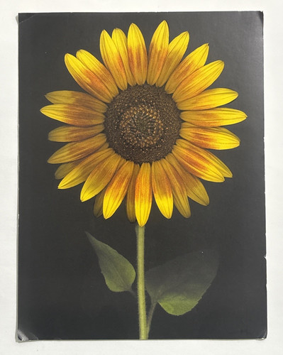 Sunflower photograph harold - photograph, by